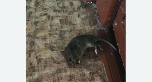 Дезинфекция от мышей в Егорьевске