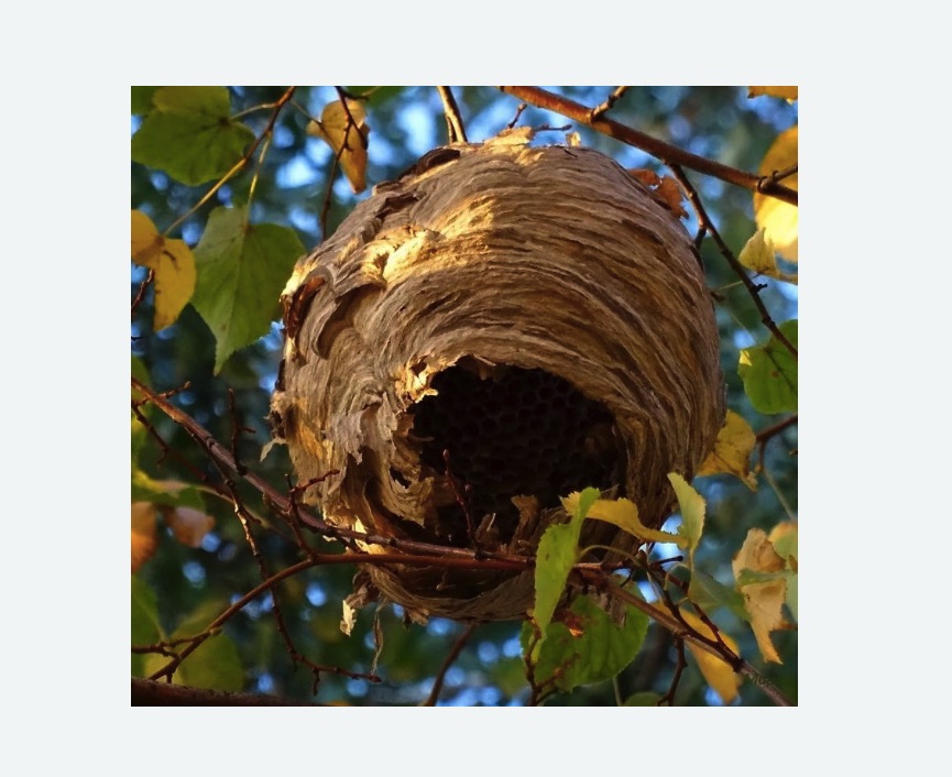 Обработка от шершней в Егорьевске