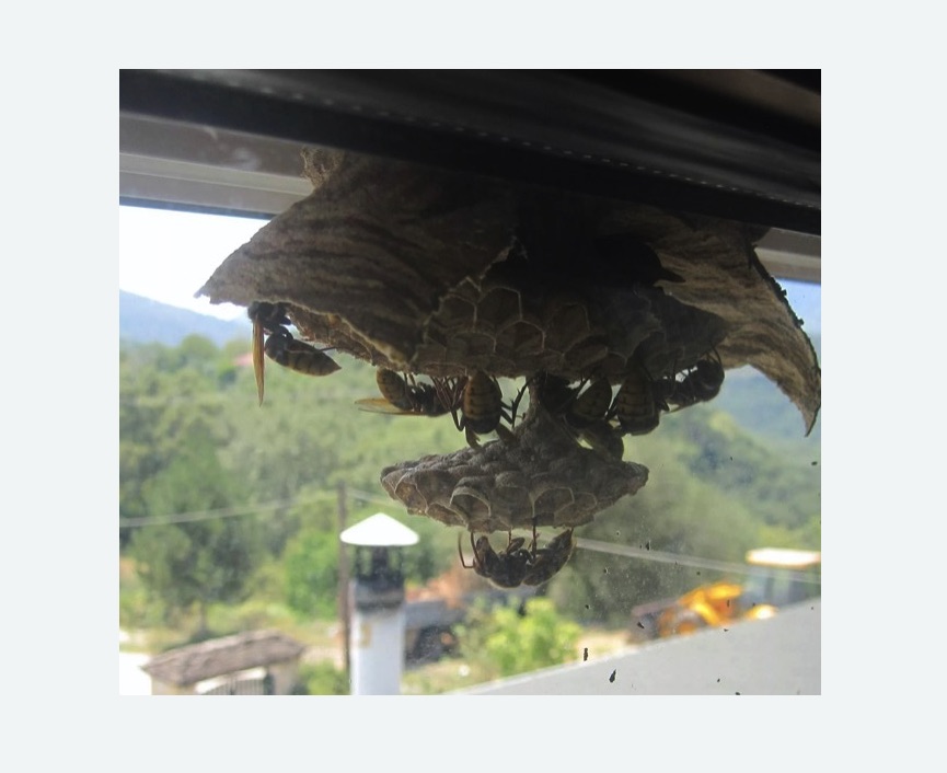 Уничтожение гнёзд шершней в Егорьевске