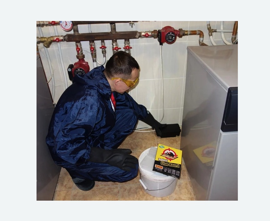 Уничтожение крыс Уничтожение крыс в Егорьевске