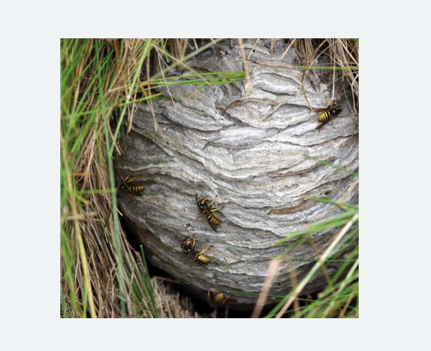 Уничтожение ос и ульев в Егорьевске